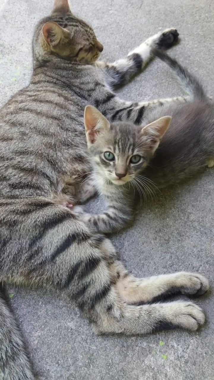 Adoção - Gato 2 meses - Foto 2