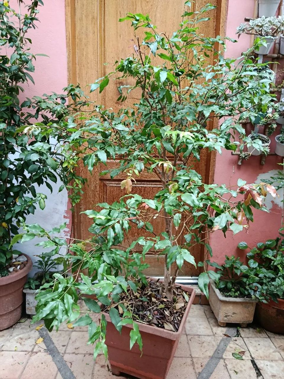 Muda de jabuticabeira  - Foto 3
