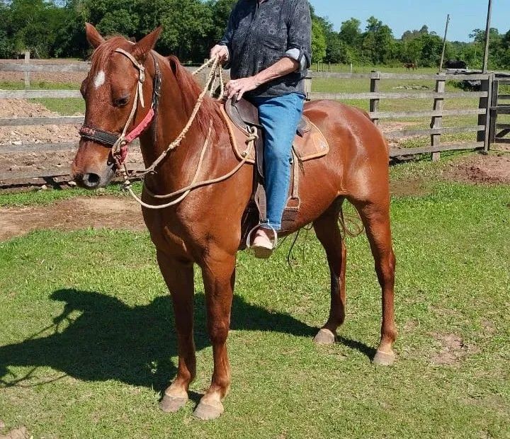 Cavalo Quarto de Milha para venda