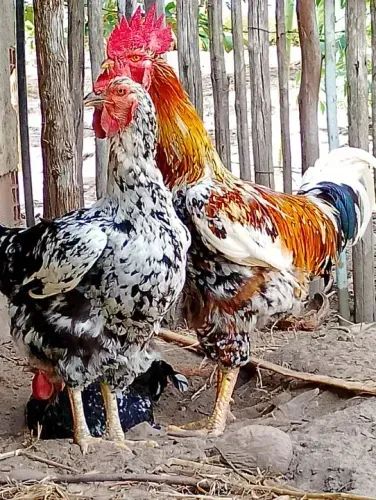 Ovos férteis GSB  - Foto 2