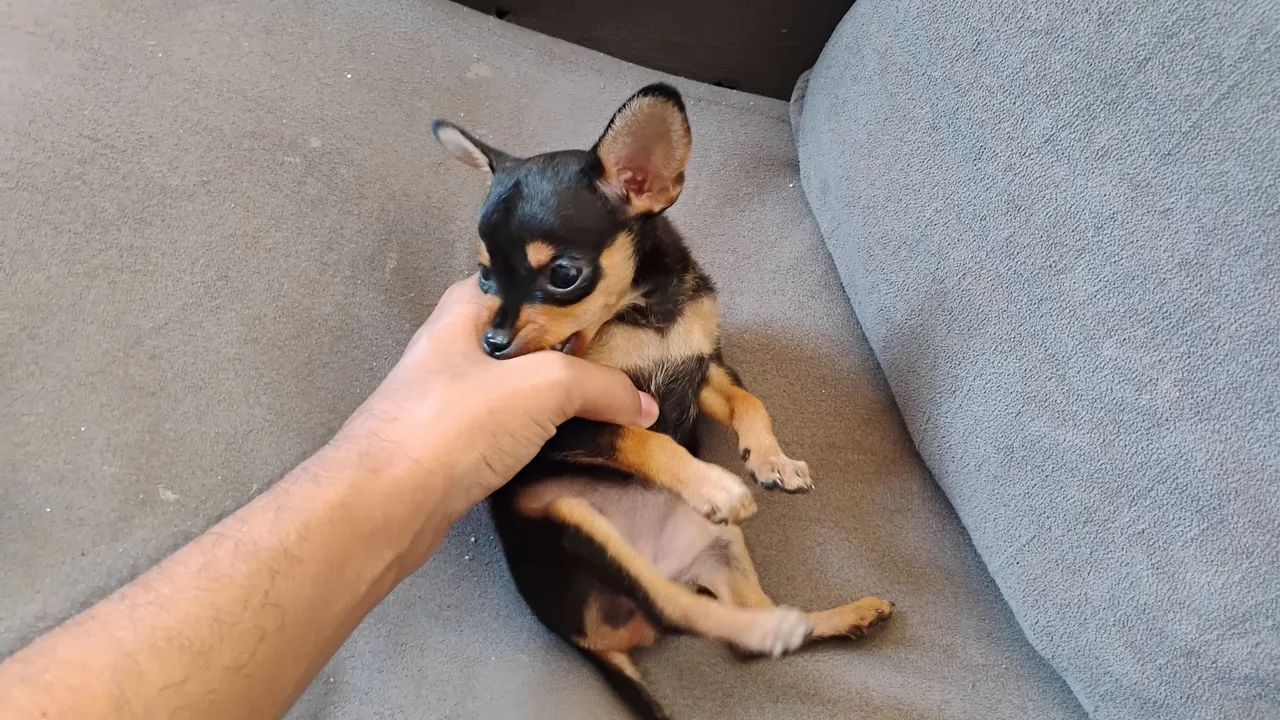 Filhote de Pinscher 1 - Foto 2