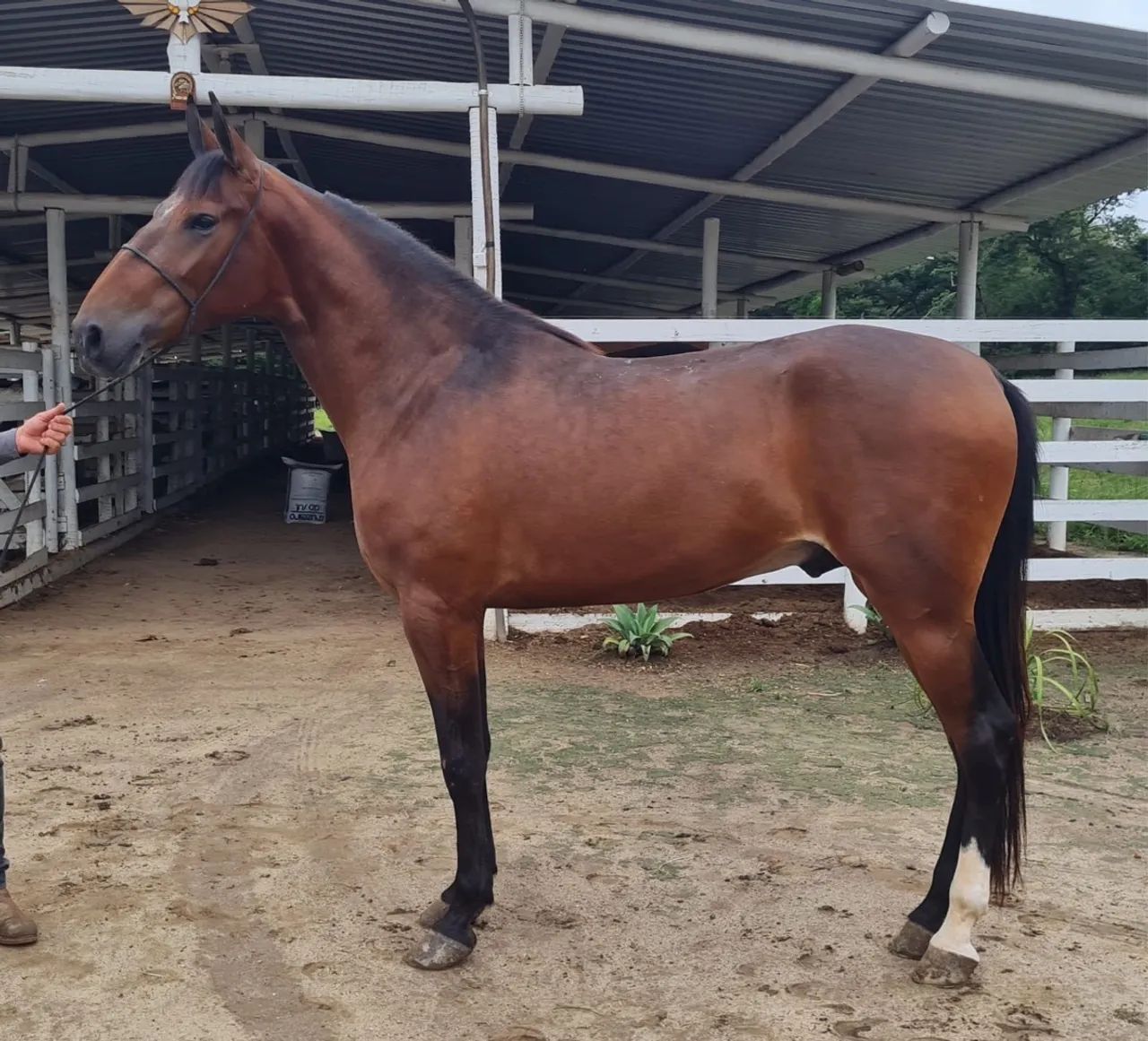 Cavalo MM castanho  - Foto 2