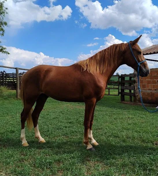 POTRO MANGALARGA MARCHADOR