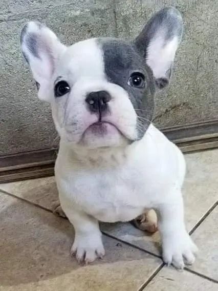 Bulldog Francês Filhote Exótico e Saudável