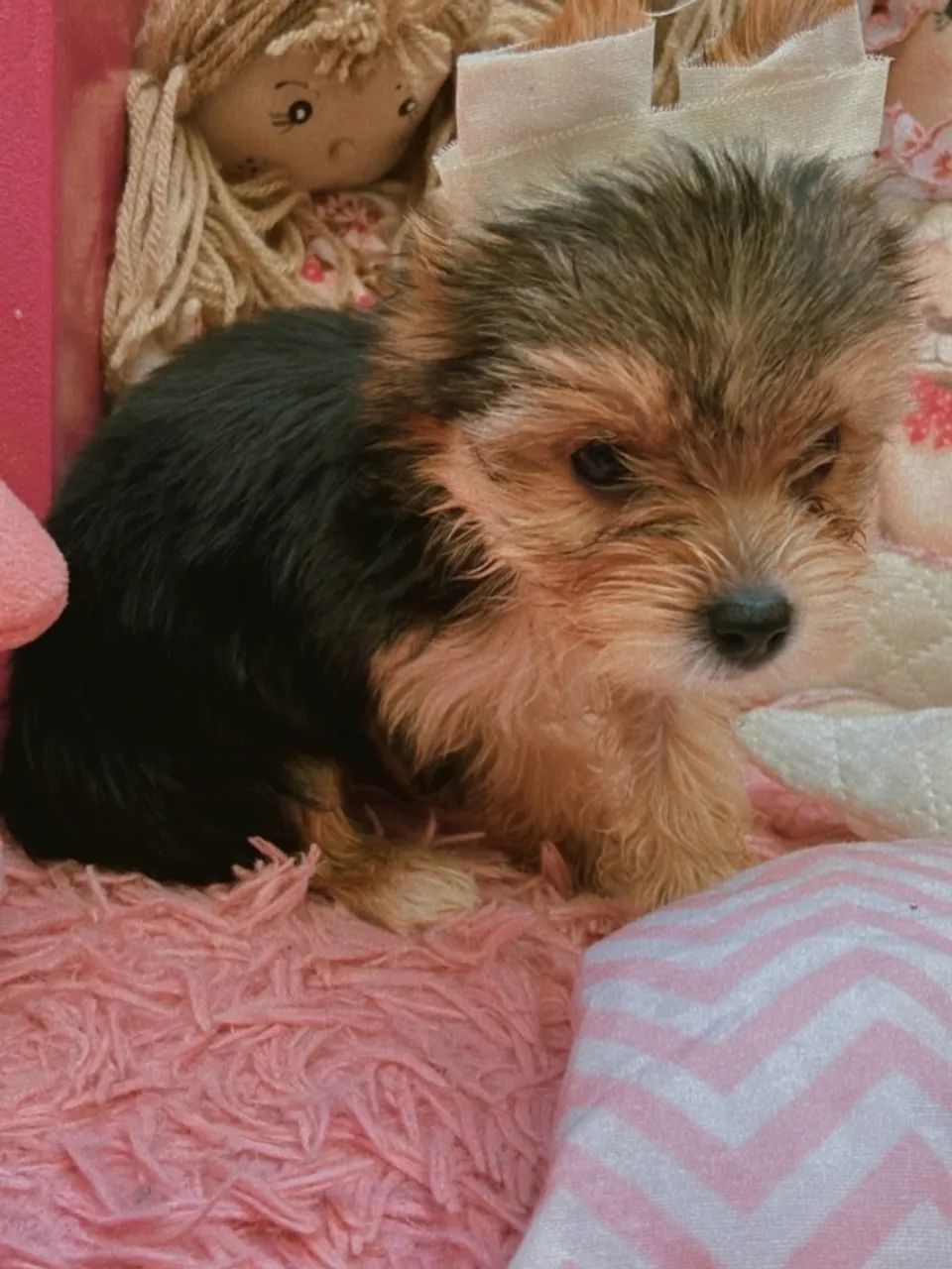 Filhote de Yorkshire Terrier para venda - Foto 5