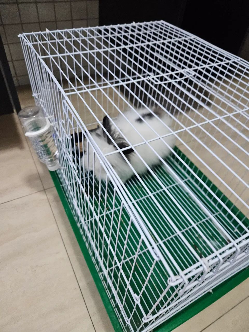 Coelhinho Angorá disponível para venda - Foto 2