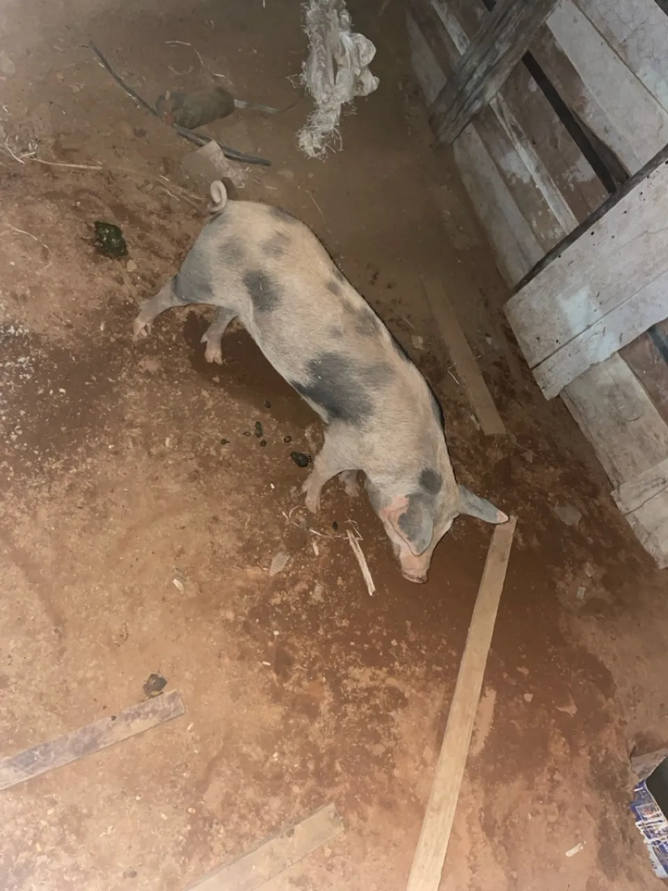 Porco para criação