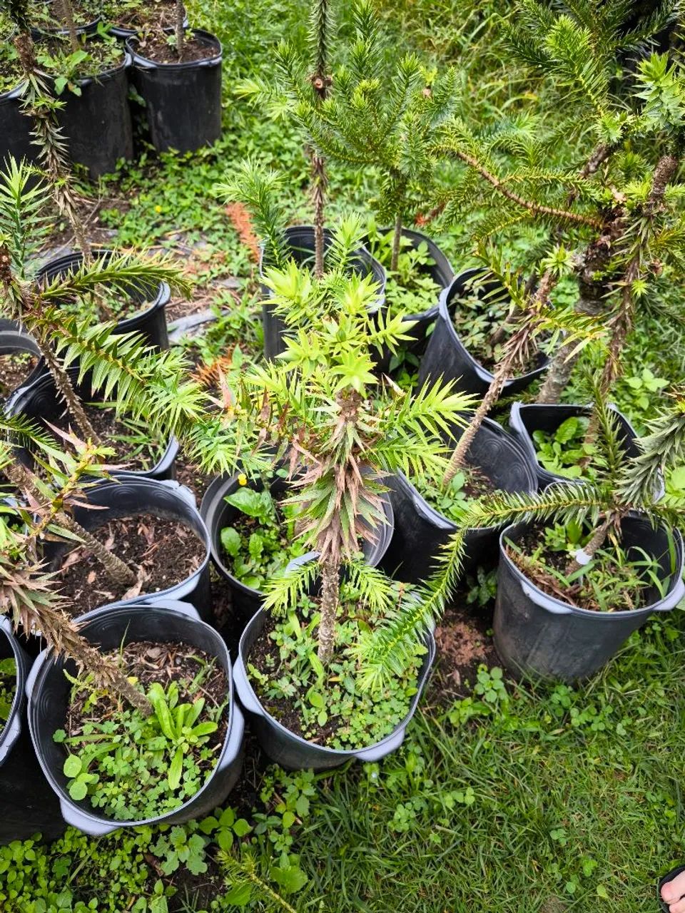 Araucária Enxertada - Alta Produção na altura da mão - Foto 2