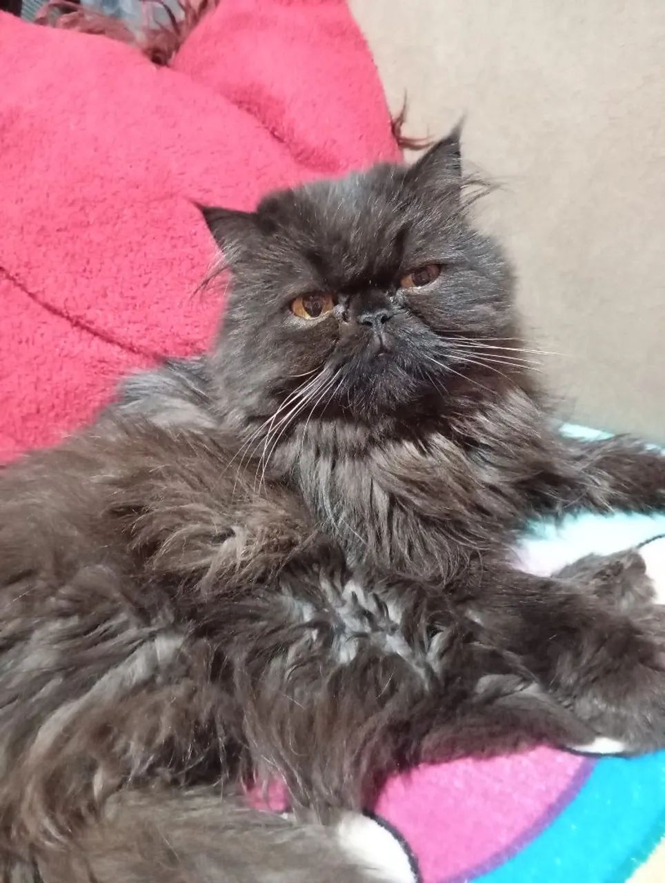 Gata persa prenha  - Foto 5