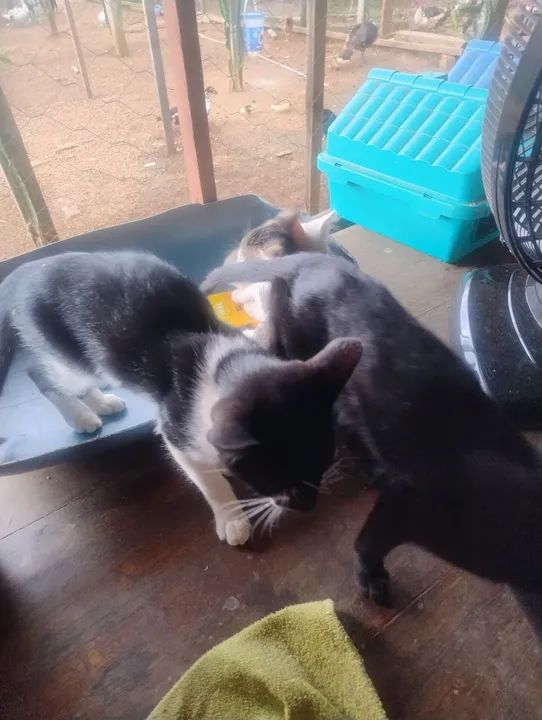 Gatinhos fofinhos para adoção - Foto 2