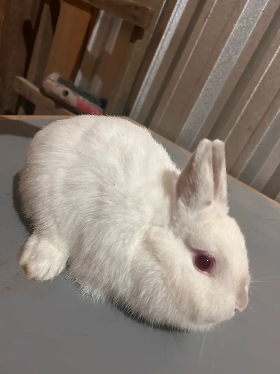 Coelhos anão  - Foto 4