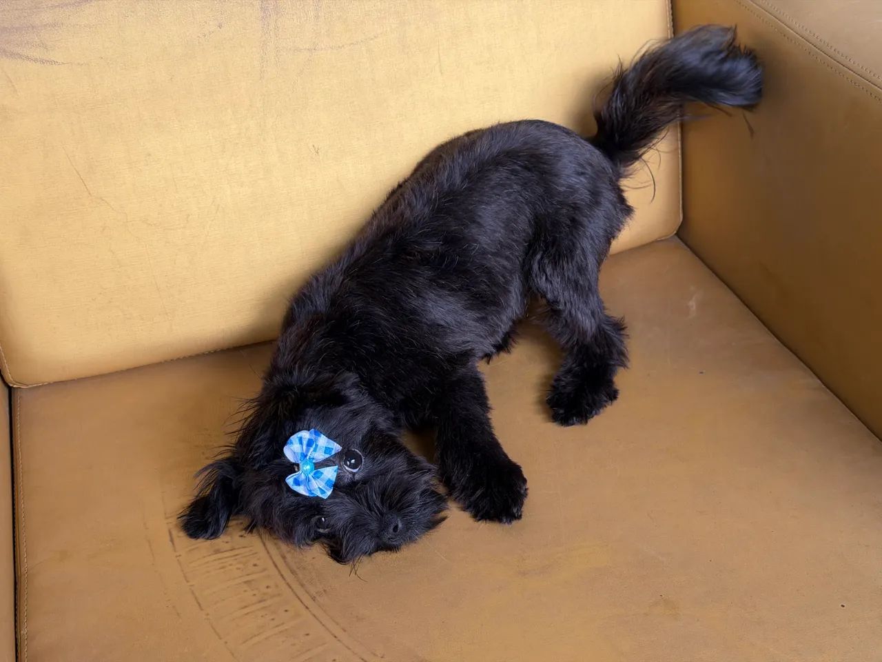 Fêmea 5 meses bem pequena  - Foto 3