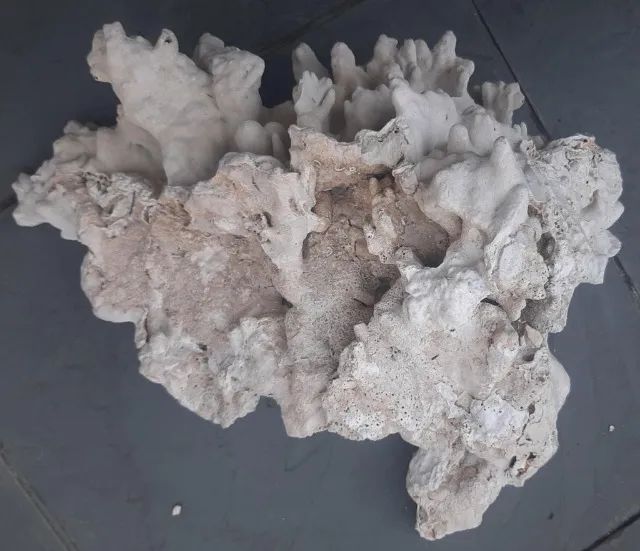 Corais e rochas naturais (peças grandes e raras) - Foto 6