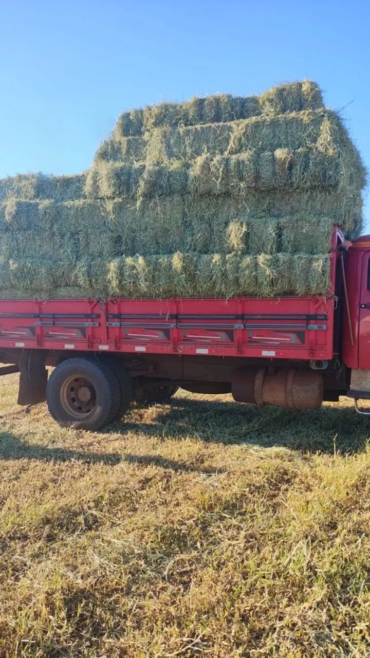 Feno de tifton 85 consultar frete grátis