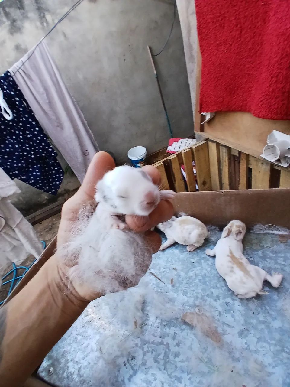 Mini lop filhotes  - Foto 5