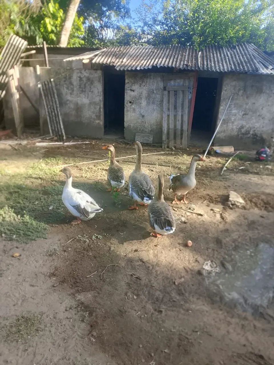 Vende-se Gansos  - Foto 5