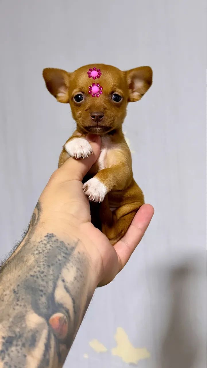Pinscher fêmea chocolate miniatura  - Foto 2