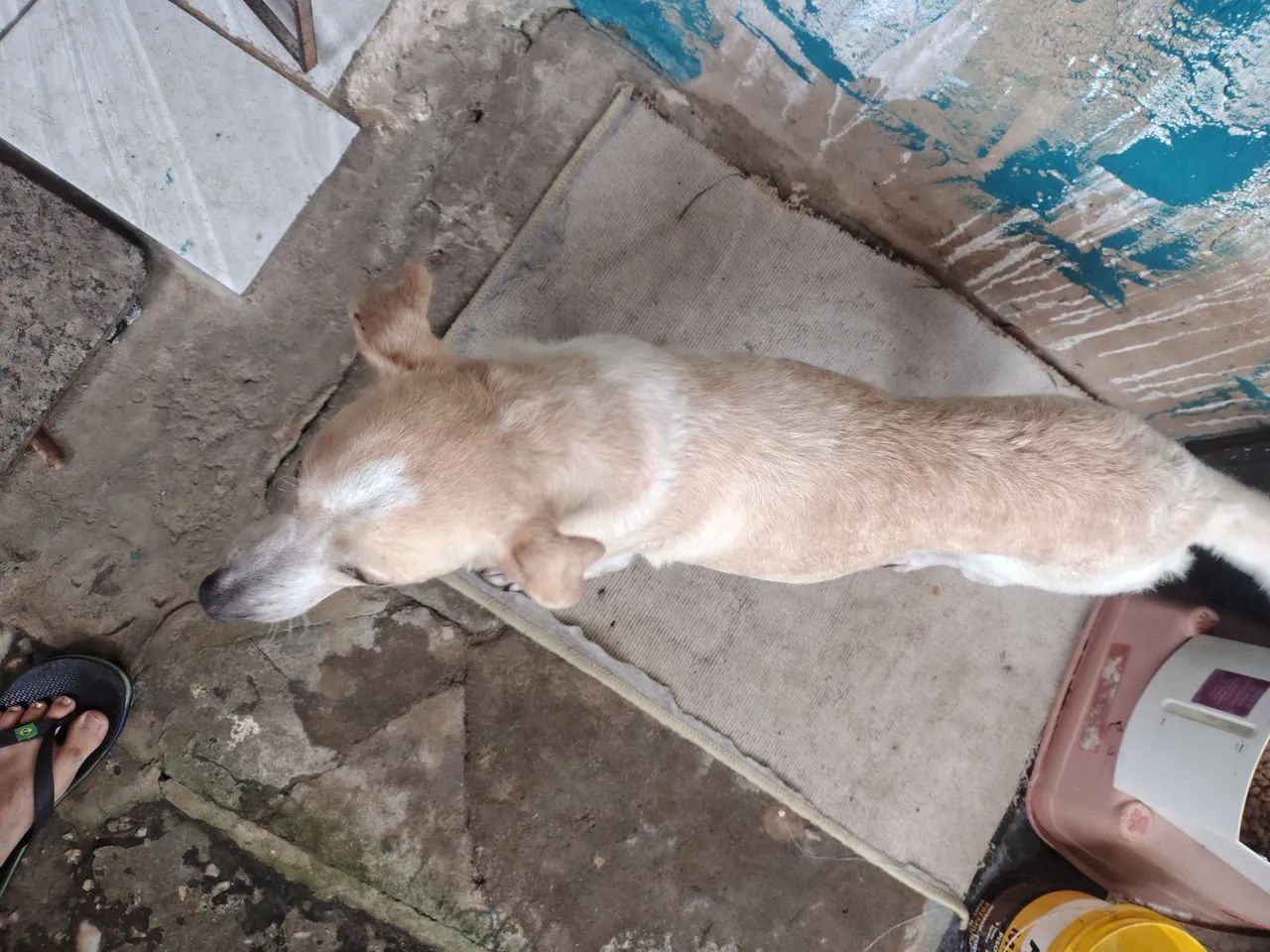 Cachorra pra doação - Foto 4