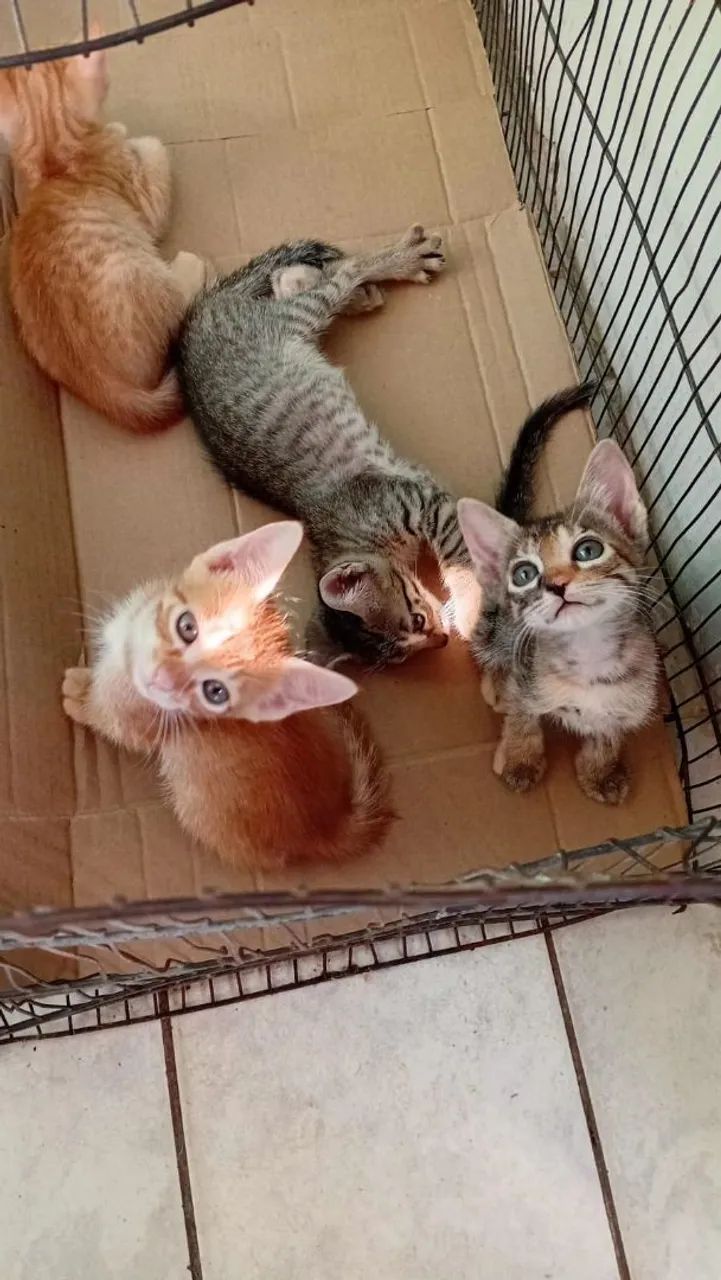 Gatos - Foto 4