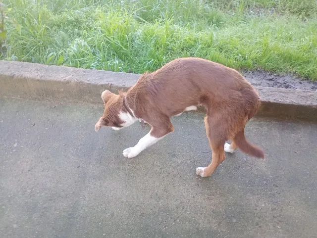 Doa-se Border Collie Macho - Foto 3