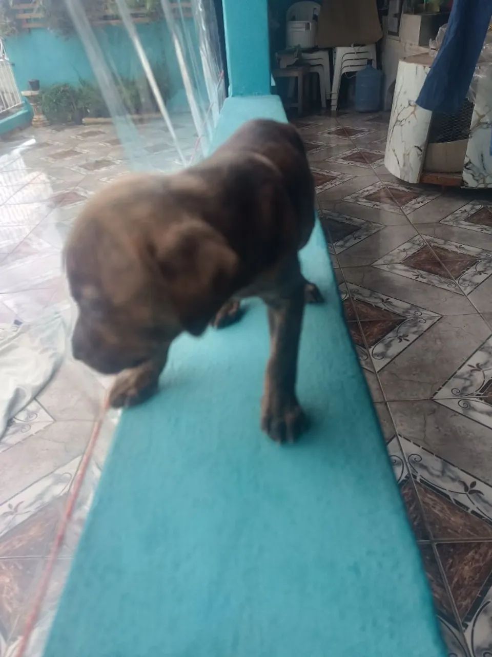 American Bully  - Foto 3