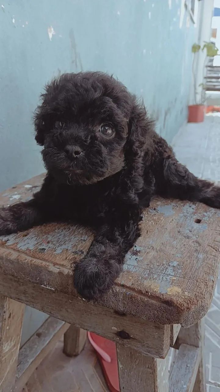 Cachorra 
