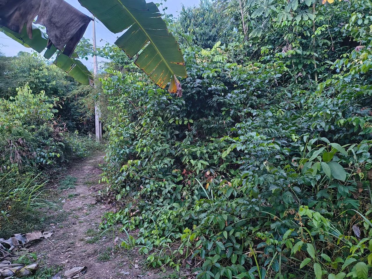 Chácara com lago natural  - Foto 4