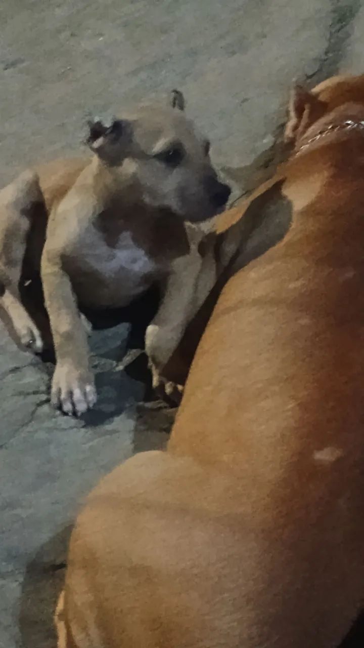 Pit monsters com 2 meses disponíveis  - Foto 5