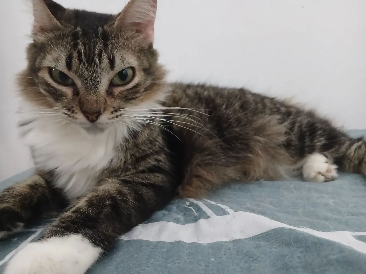 Doa-se gato - Foto 3