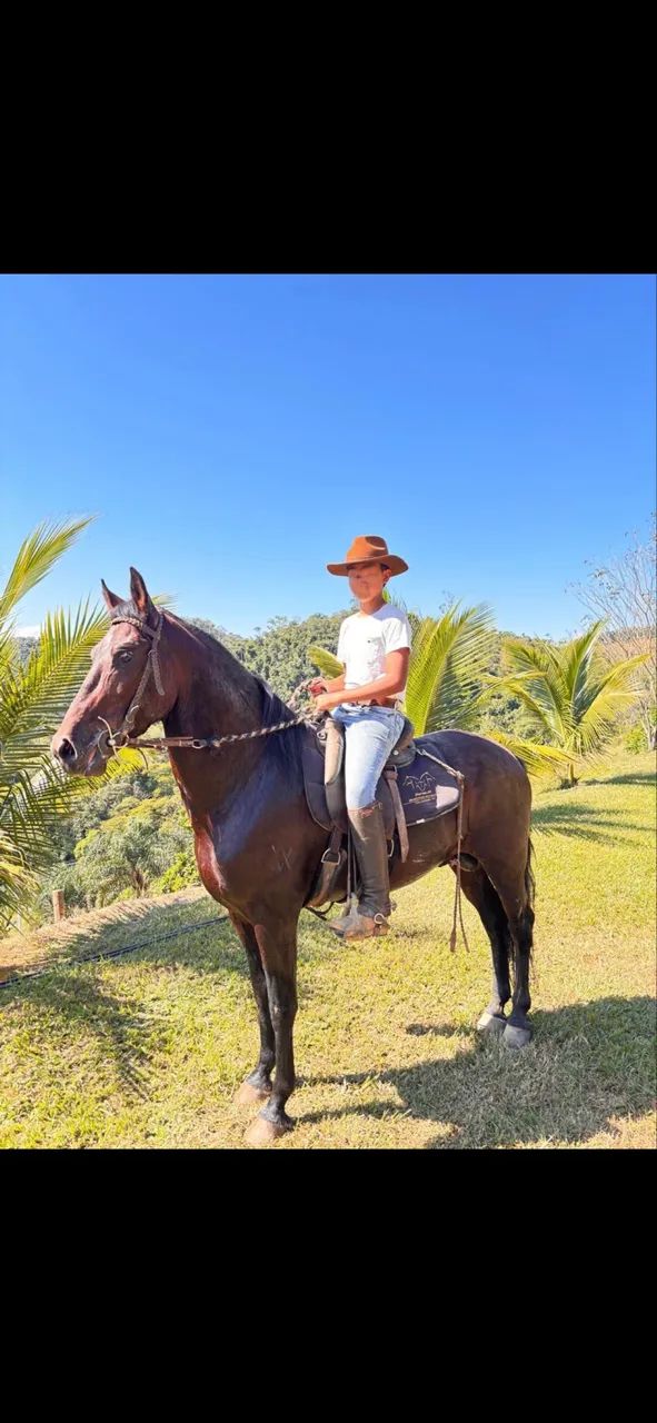 Cavalo mangalarga marchador  - Foto 3