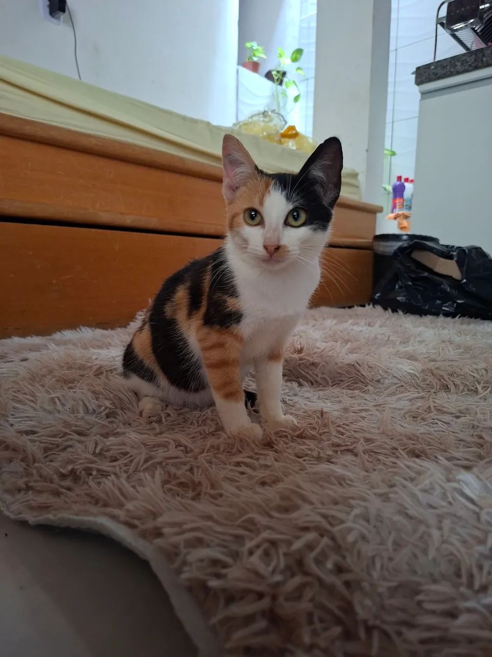 Gatinha para Adoção Responsável  - Foto 2