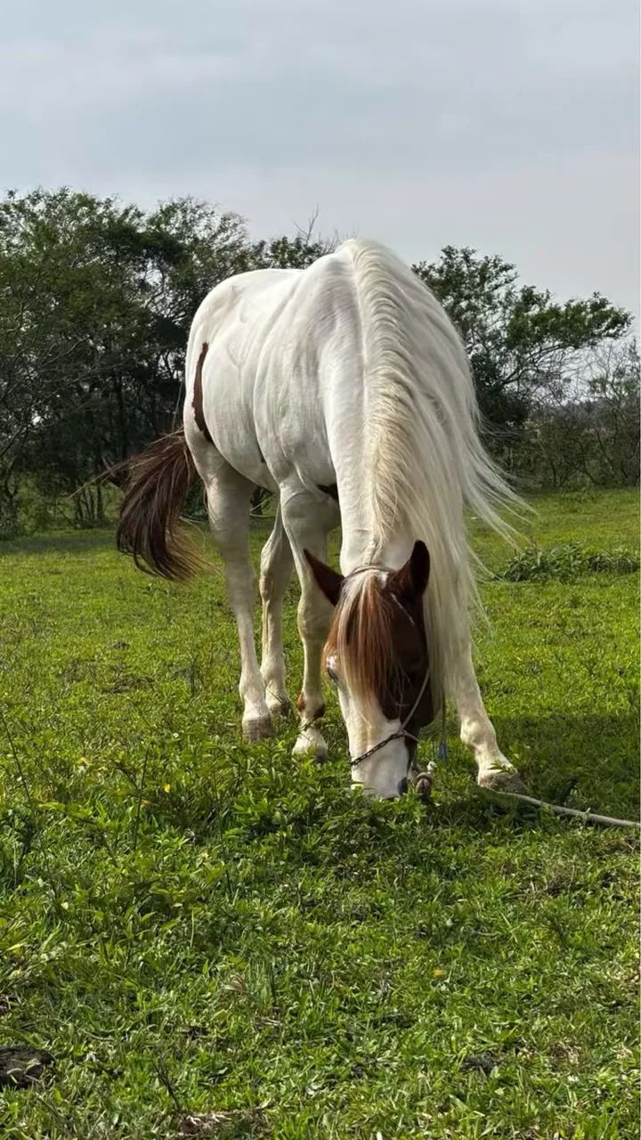 Garanhão paint horse  - Foto 4