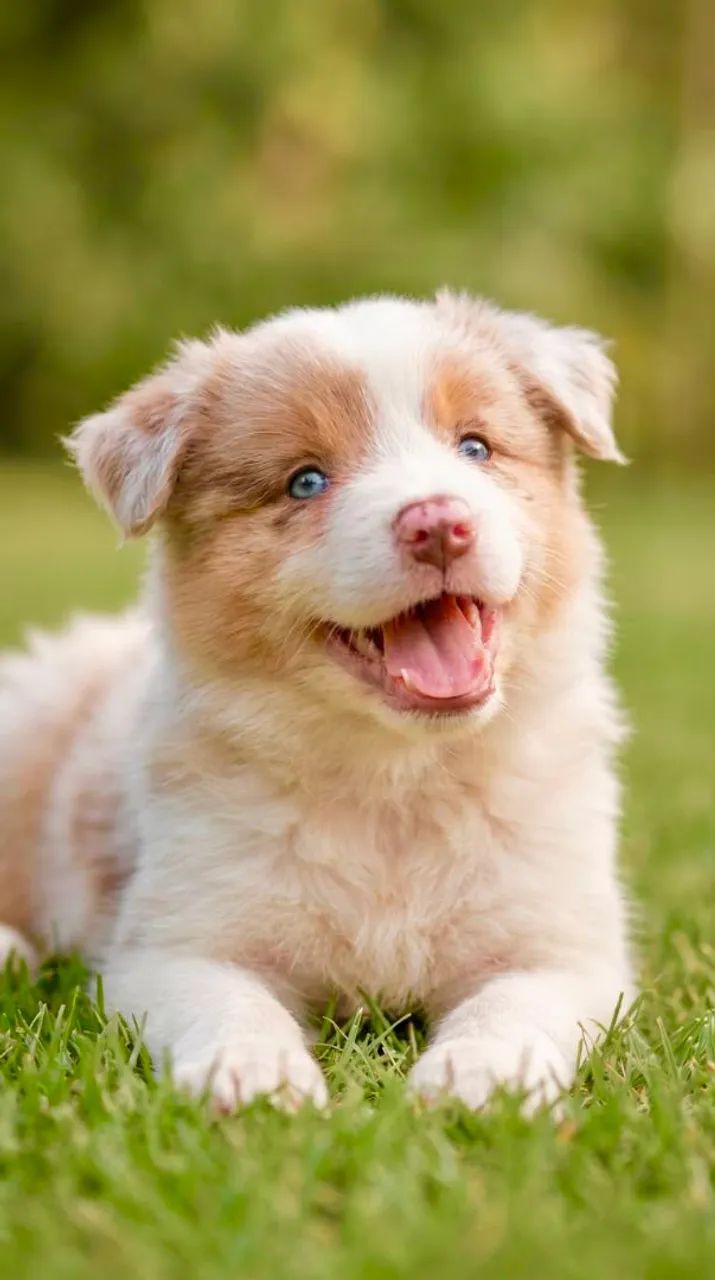 Filhote de Border Collie