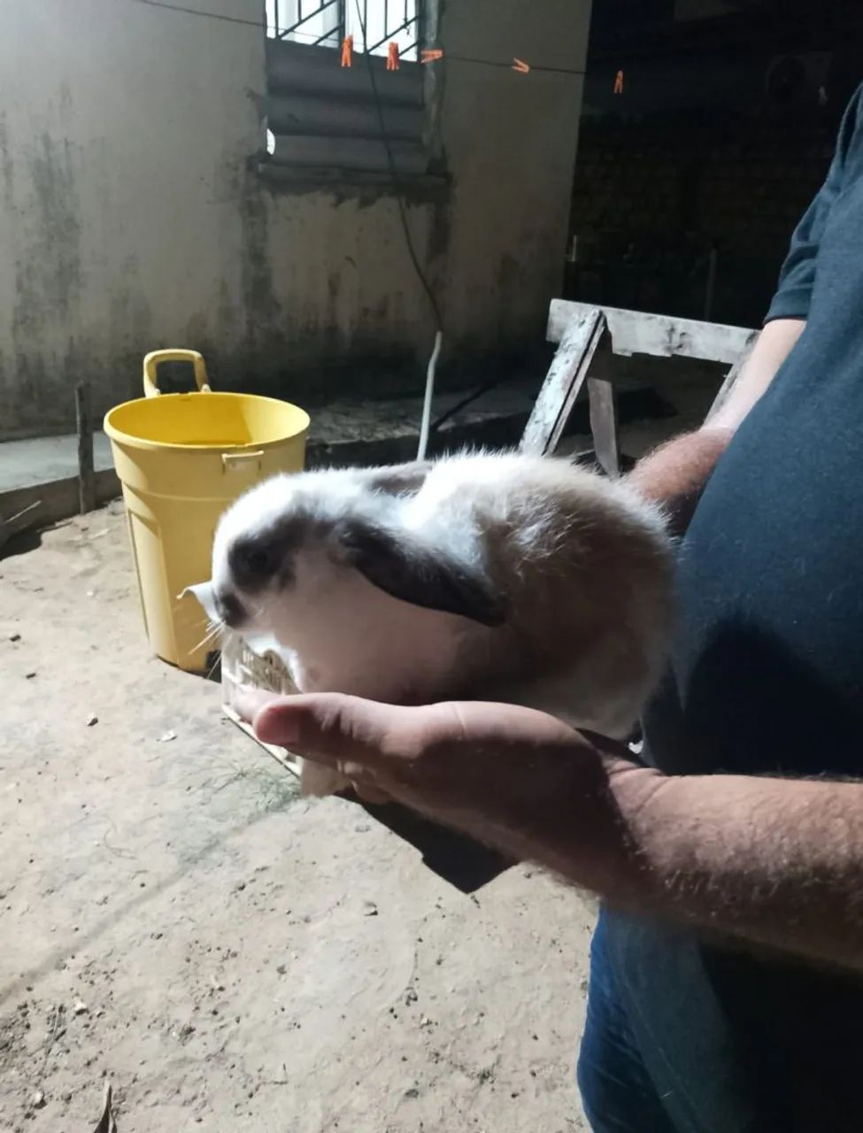 Vende se coelho ? - Foto 5