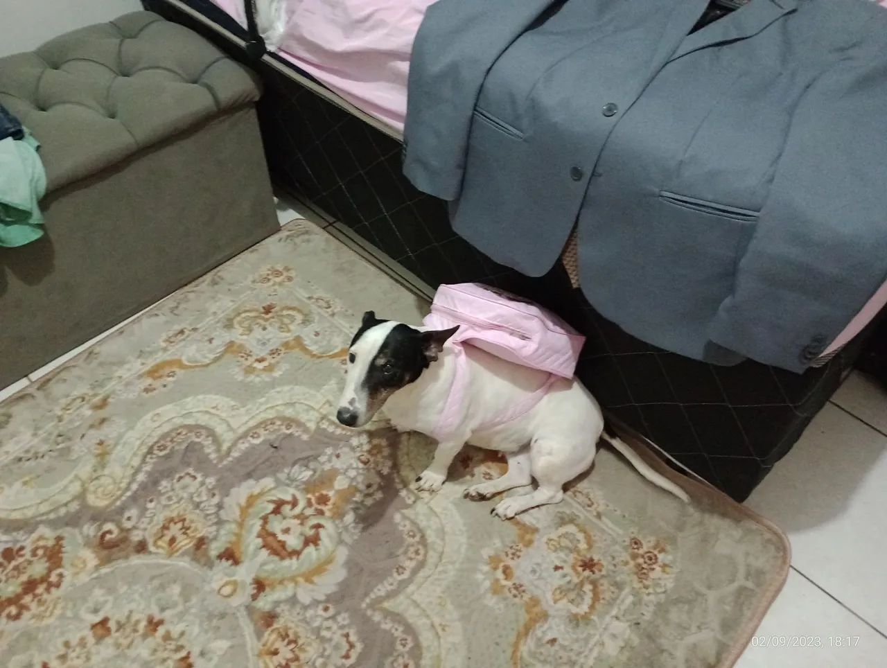 ADOÇÃO RESPONSÁVEL - LILA - Foto 3