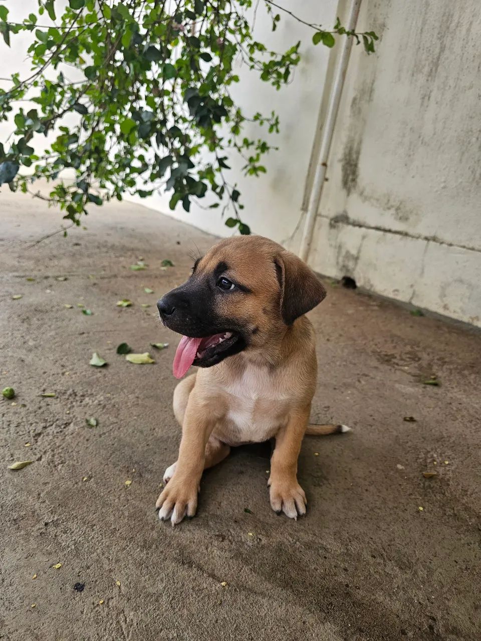 Doação  - Foto 3