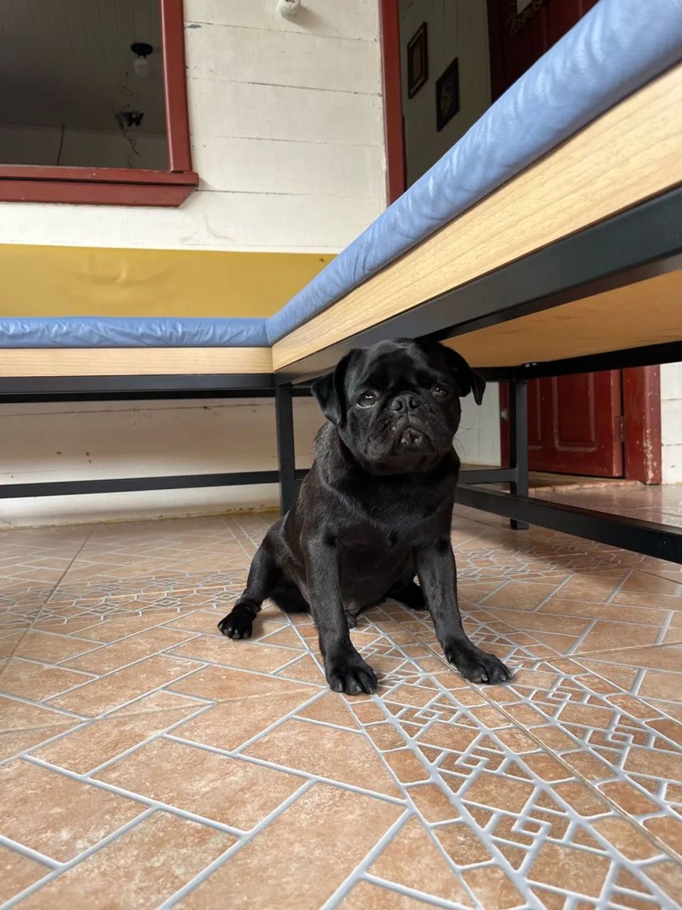 Cachorro pug macho  - Foto 4