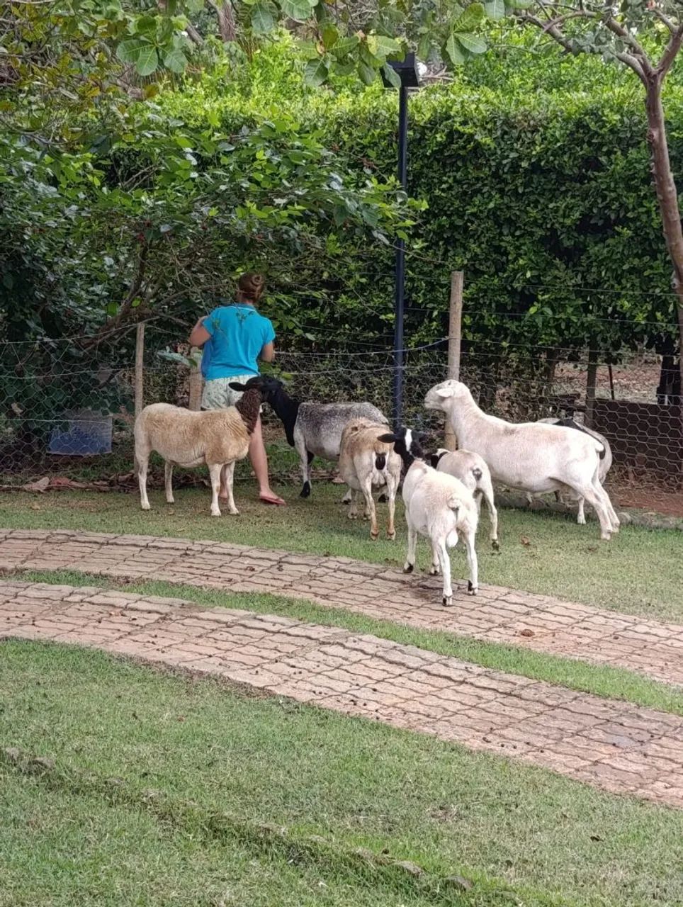 Vendo carneiro doper  - Foto 2