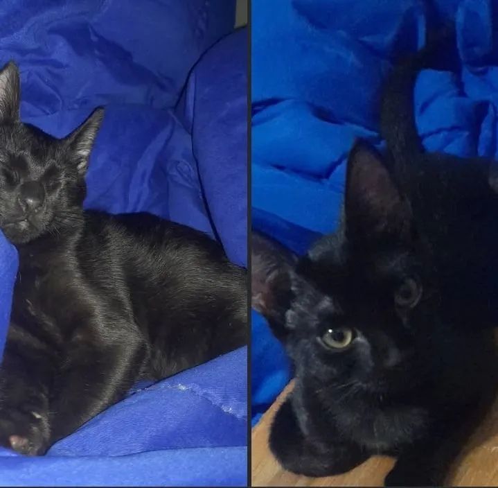 Adoção gato castrado  