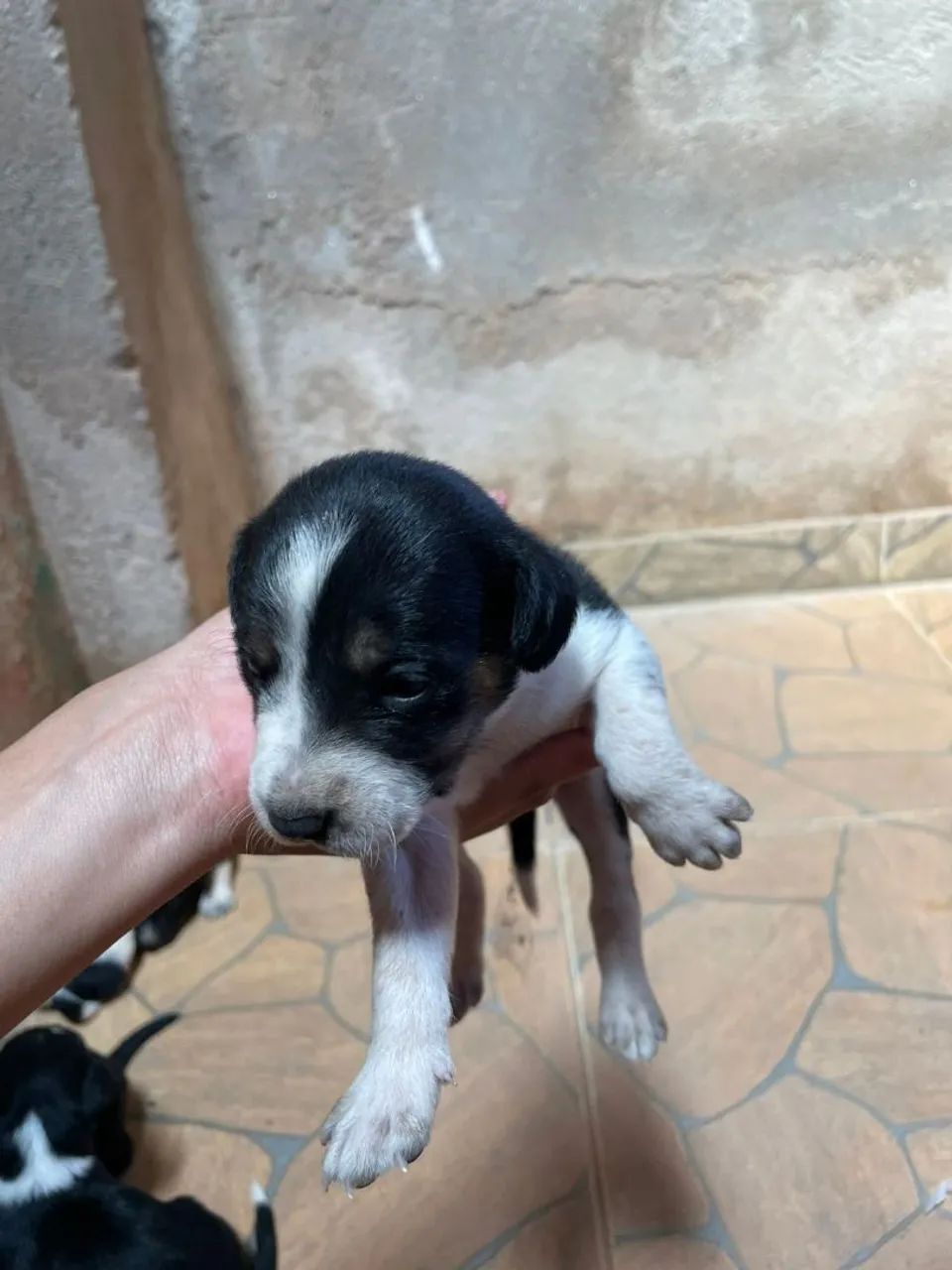 Adoção responsável caes - Foto 5