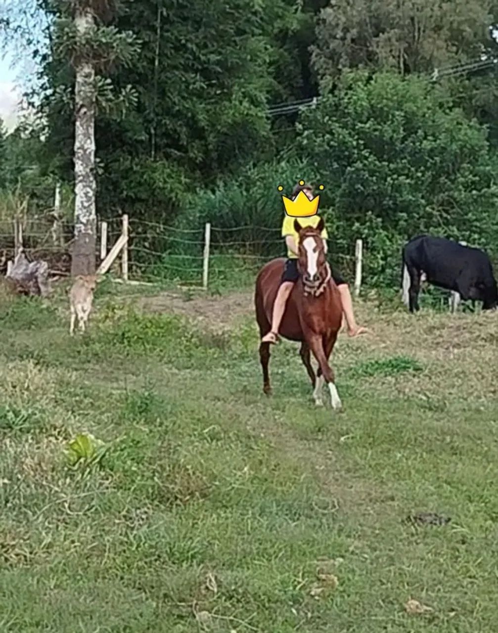 Égua mineira