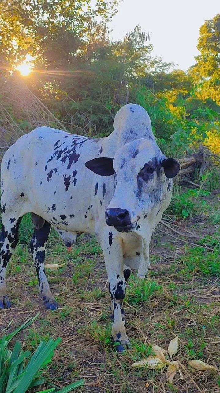 Vende-se boi Nelore pintado de 4 anos - Foto 2