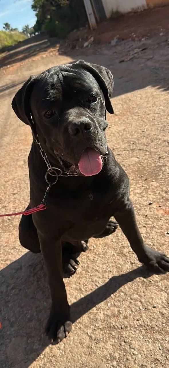 Cane Corso  - Foto 4