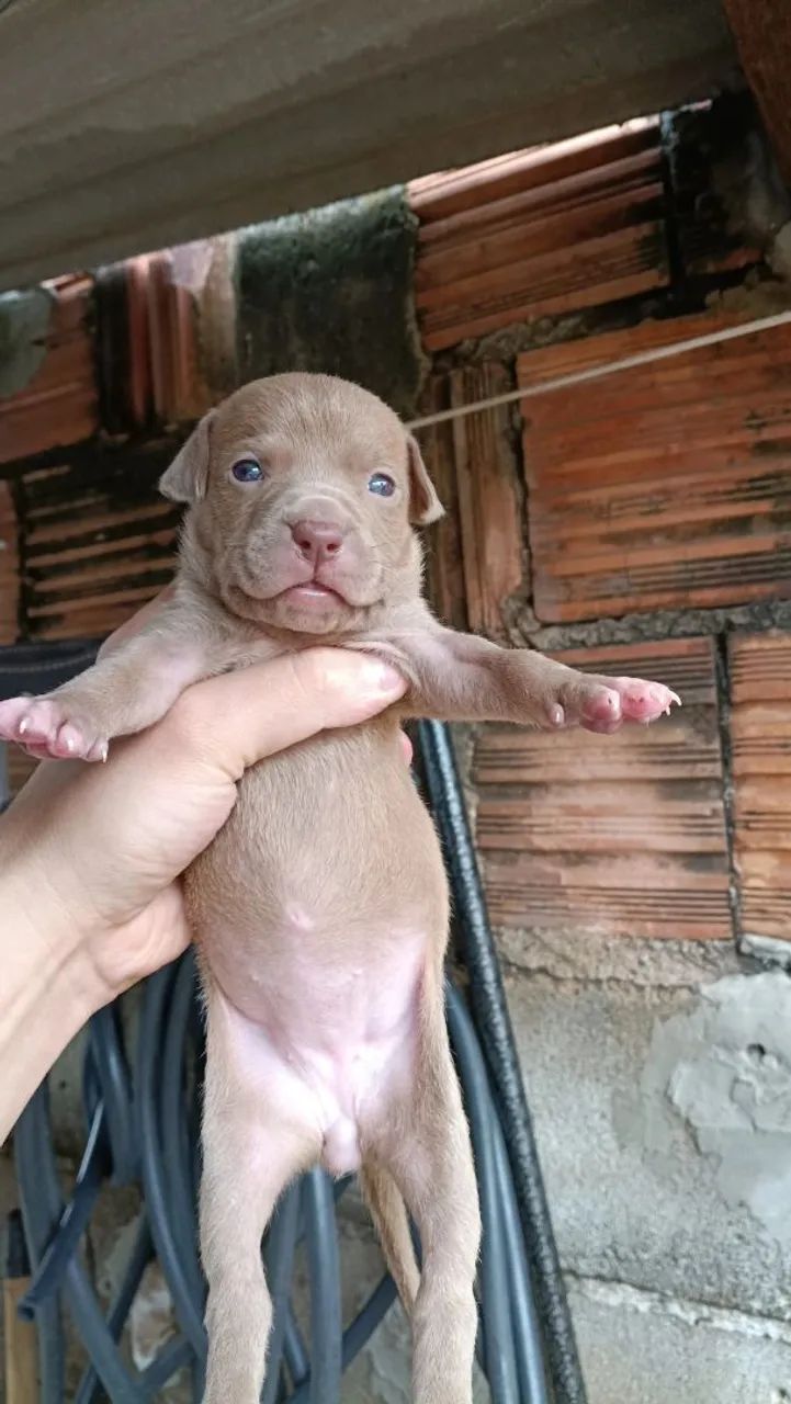 Pit bull - Foto 2
