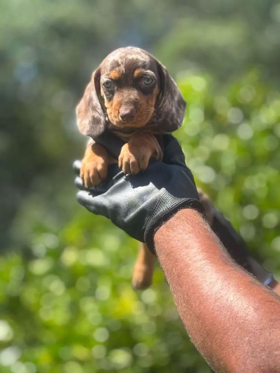 Dachshund- Seu lar merece esse carinho extra !