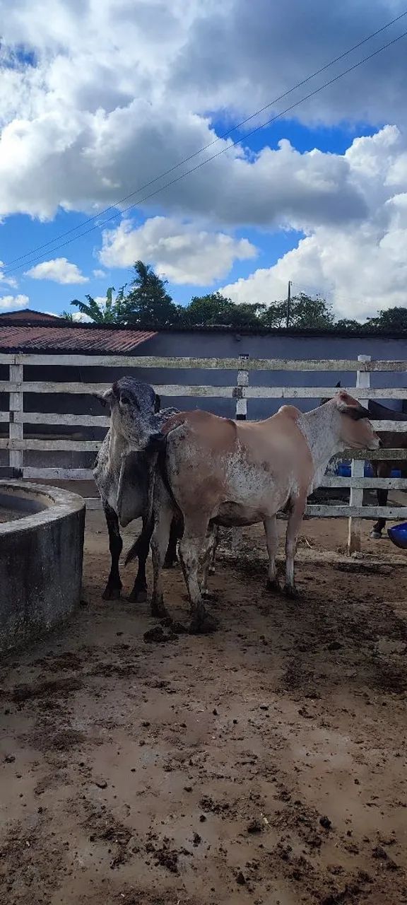 Vendo Vacas Girolanda  - Foto 2