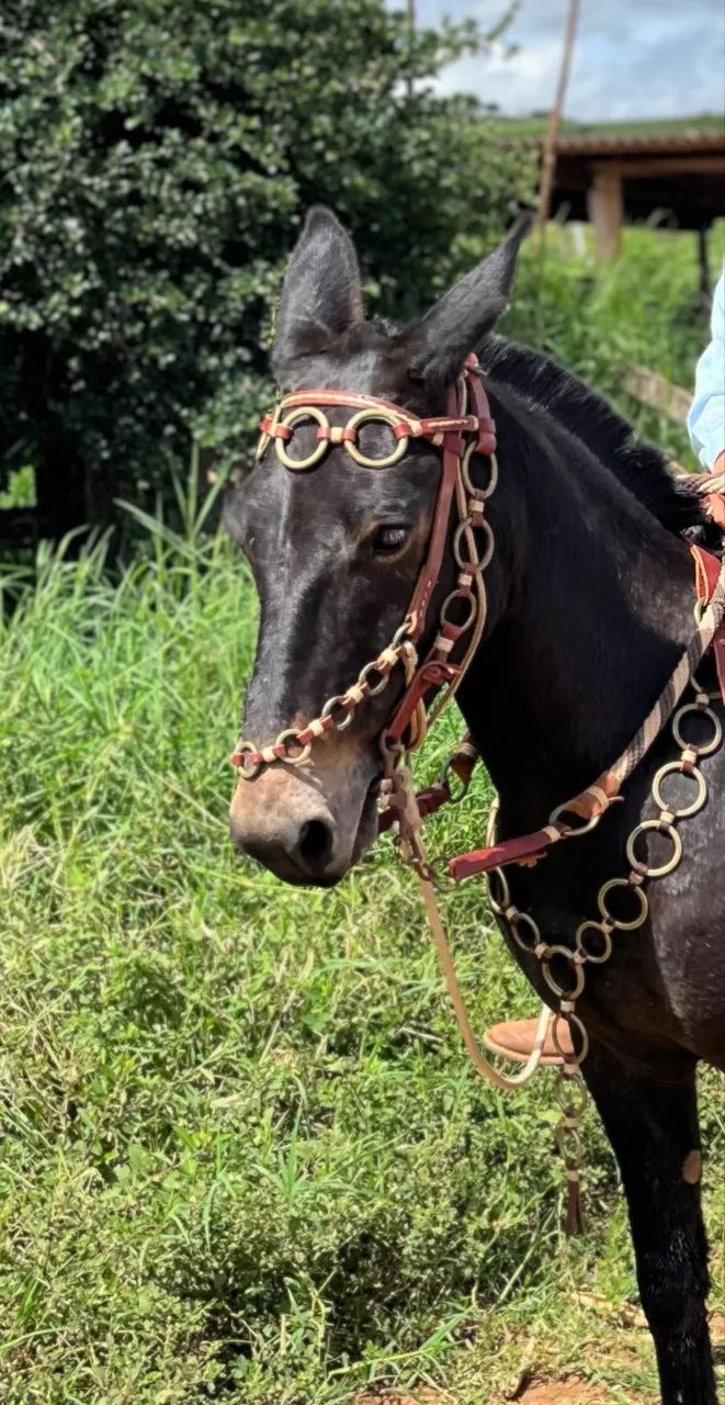 Burro de patrão, vendo com traia de frente toda em metal amarelo  - Foto 4