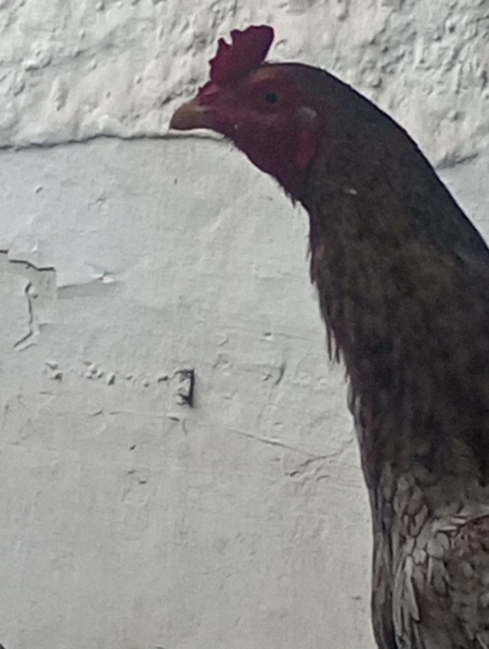 Galo - Foto 4