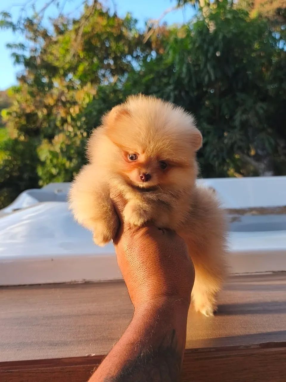 SPITZ ALEMÃO URSINHO 