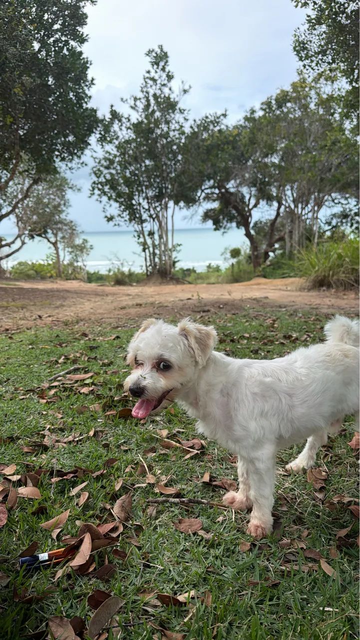 vendo filhote de maltês  - Foto 2